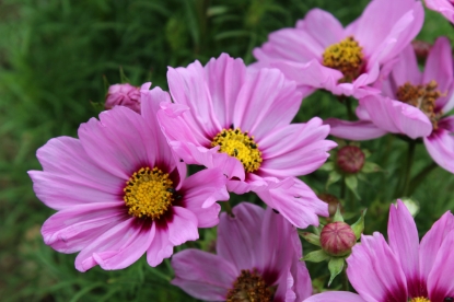 Picture of Cosmos - Sonata Pink Blush Premium